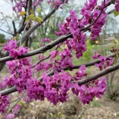 LUSCIOUS LAVENDER™ REDBUD 7 LUSCIOUS LAVENDER™ REDBUD -plant sale shop DETA2 5286