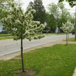 SWEET SUGAR TYME® CRABAPPLE -plant sale shop DETA2 5288