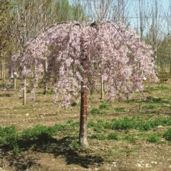 PINK SNOW SHOWERS™ WEEPING CHERRY 11 PINK SNOW SHOWERS™ WEEPING CHERRY -plant sale shop DETA2 5289