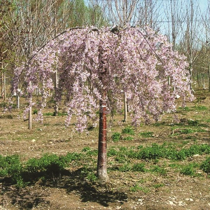 PINK SNOW SHOWERS™ WEEPING CHERRY 7 PINK SNOW SHOWERS™ WEEPING CHERRY - Image 5