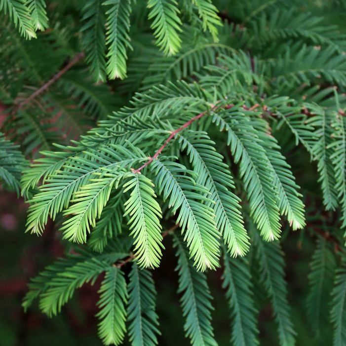 JADE PRINCE® DAWN REDWOOD 4 JADE PRINCE® DAWN REDWOOD - Image 2