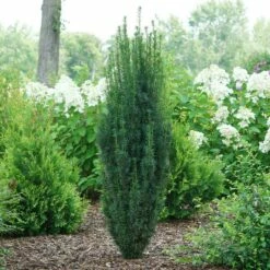 STONEHENGE SKINNY® YEW 9 STONEHENGE SKINNY® YEW -plant sale shop DETA2 5305