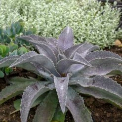 MAD ABOUT MANGAVE® MAYAN QUEEN MANGAVE 7 MAD ABOUT MANGAVE® MAYAN QUEEN MANGAVE -plant sale shop DETA2 5328