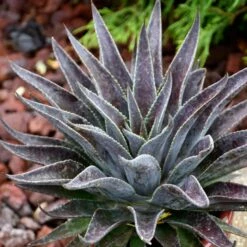 ART & SOL™ THUNDERBIRD MANGAVE