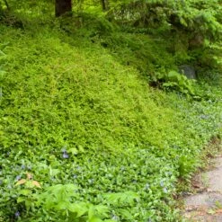 CRISPA LACE SHRUB -plant sale shop DETA2 5359