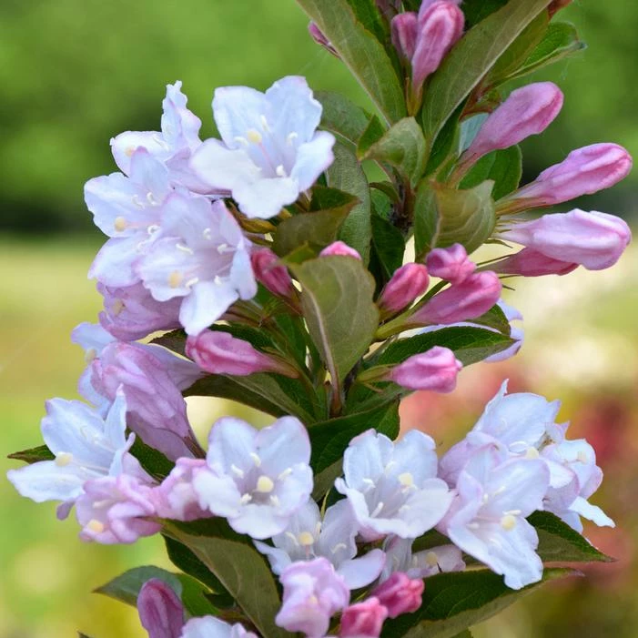 TOWERS OF FLOWERS® APPLE BLOSSOM WEIGELA 4 TOWERS OF FLOWERS® APPLE BLOSSOM WEIGELA - Image 2