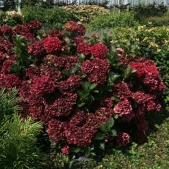 MAGICAL® EVERLASTING CRIMSON HYDRANGEA -plant sale shop DETA2 5423