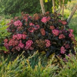 ECLIPSE® HYDRANGEA -plant sale shop DETA2 5428