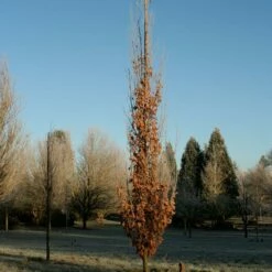 SKINNY GENES® OAK 9 SKINNY GENES® OAK -plant sale shop DETA2 5456