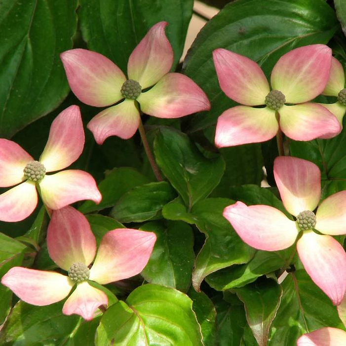 HEART THROB® KOUSA DOGWOOD 5 HEART THROB® KOUSA DOGWOOD - Image 3