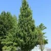 ARMSTRONG GOLD® MAPLE 1 ARMSTRONG GOLD® MAPLE -plant sale shop DETA2 5466