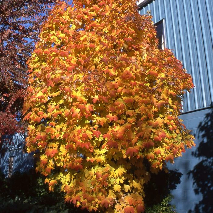 APOLLO® SUGAR MAPLE 5 APOLLO® SUGAR MAPLE - Image 3