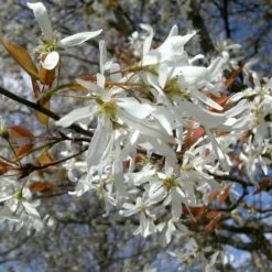 SPRING FLURRY® SERVICEBERRY -plant sale shop DETA2 5469
