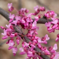HEART'S DESIRE™ REDBUD