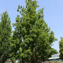 STREETSPIRE® OAK -plant sale shop DETA2 5475
