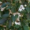 NIGHTFALL® WEEPING JAPANESE SNOWBELL -plant sale shop DETA2 5476