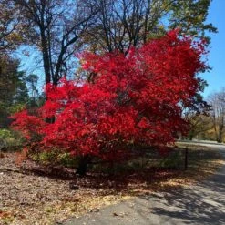 MORNING STARBURST™ VINE MAPLE 11 MORNING STARBURST™ VINE MAPLE -plant sale shop DETA2 5478