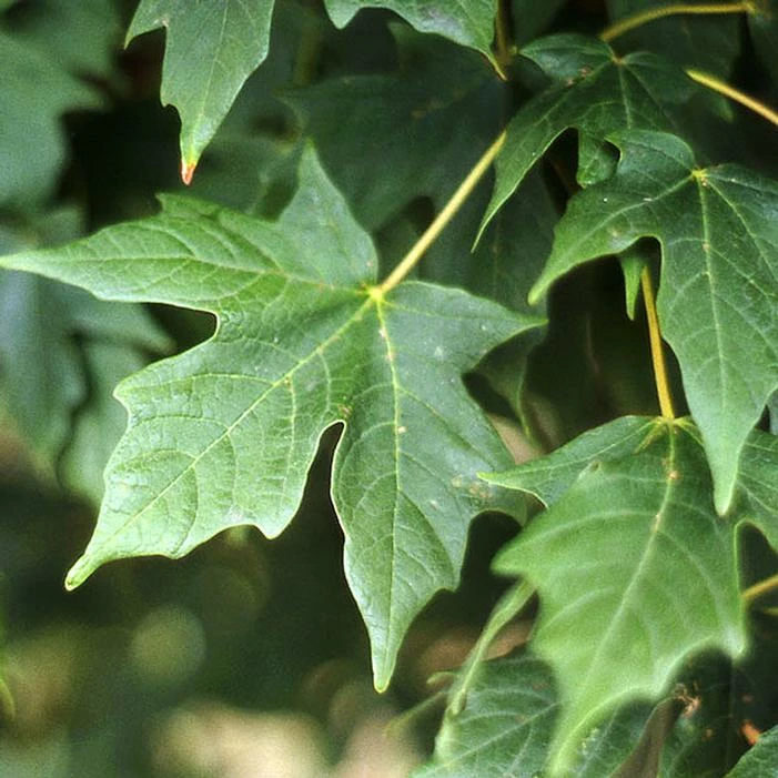 LEGACY® SUGAR MAPLE 5 LEGACY® SUGAR MAPLE - Image 3