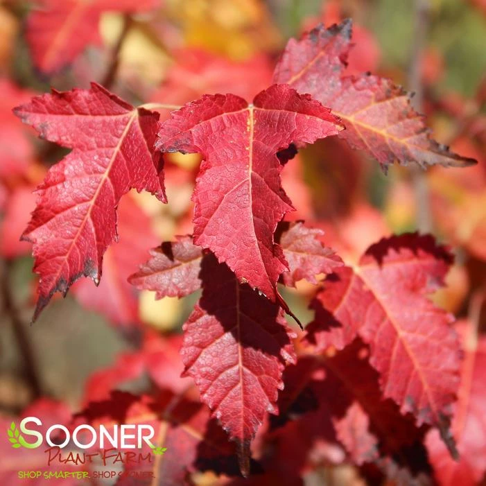 FLAME AMUR MAPLE 4 FLAME AMUR MAPLE - Image 2