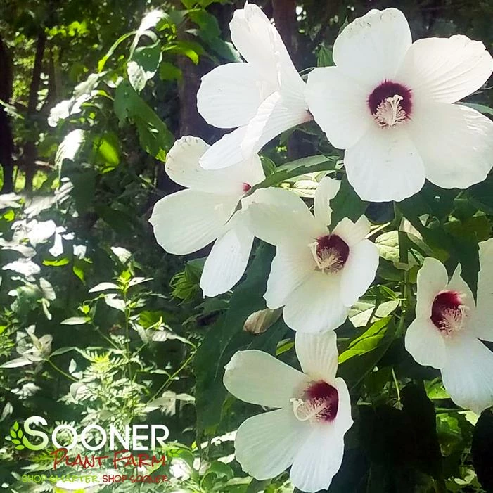 CHRISTIE'S SNOWSTORM HARDY HIBISCUS 4 CHRISTIE'S SNOWSTORM HARDY HIBISCUS - Image 2