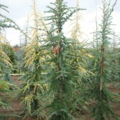 MILES HIGH WEEPING DEODAR CEDAR -plant sale shop DETA2 5565