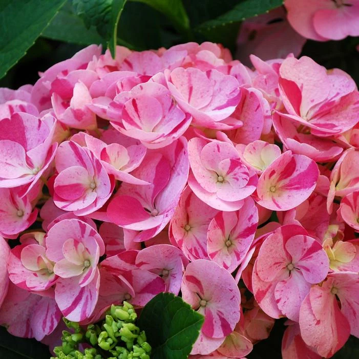 SWEET FANTASY™ HYDRANGEA 4 SWEET FANTASY™ HYDRANGEA - Image 2