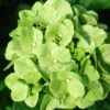 TURTLE TOES HYDRANGEA -plant sale shop DETA2 5578