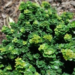 New Products -plant sale shop DETA2 5579