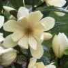 FAIRY MAGNOLIA® CREAM MAGNOLIA -plant sale shop DETA2 5582