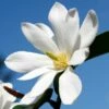FAIRY MAGNOLIA® WHITE MAGNOLIA -plant sale shop DETA2 5583