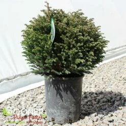 BLUE MOON SAWARA FALSE CYPRESS -plant sale shop DETA2 5699