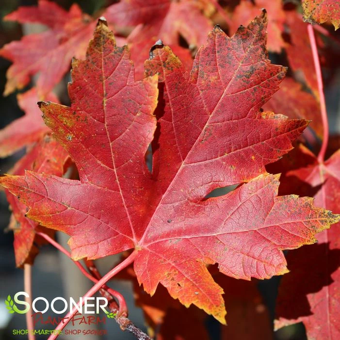 AUTUMN BLAZE® MAPLE 4 AUTUMN BLAZE® MAPLE - Image 2