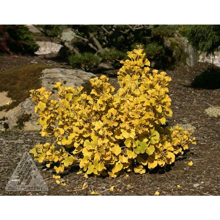 MARIKEN DWARF GINKGO 4 MARIKEN DWARF GINKGO - Image 2