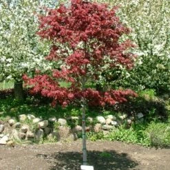SAMURAI SWORD™ UPRIGHT JAPANESE MAPLE -plant sale shop DETA2 5799
