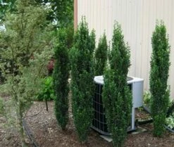 SKY PENCIL HOLLY 8 SKY PENCIL HOLLY -plant sale shop DETA2 637