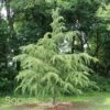 DEODAR CEDAR -plant sale shop DETA2 663