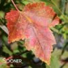 RED SUNSET® MAPLE -plant sale shop DETA2 67