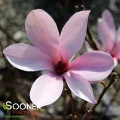 ANN MAGNOLIA -plant sale shop DETA2 686