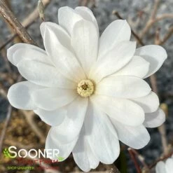 ROYAL STAR MAGNOLIA -plant sale shop DETA2 687
