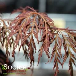 RED SELECT WEEPING JAPANESE MAPLE -plant sale shop DETA2 728