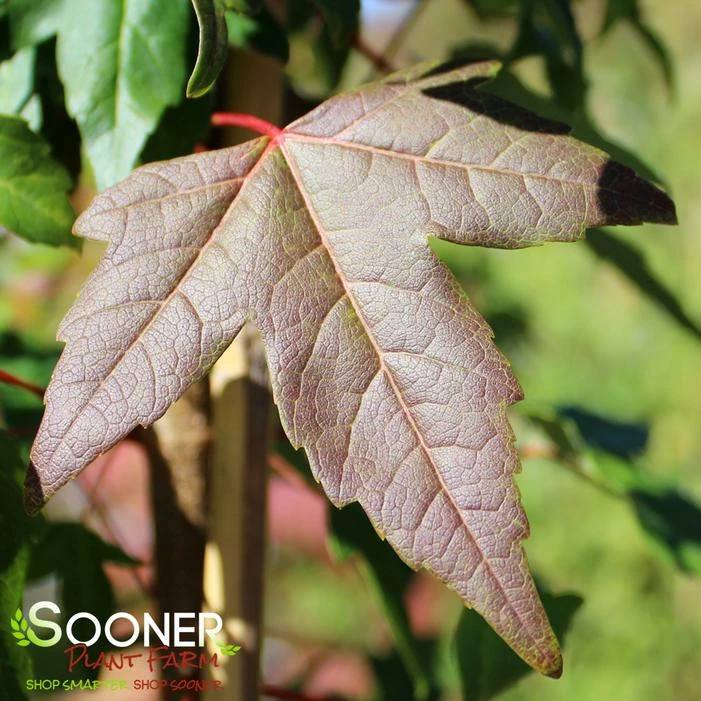 TRIDENT MAPLE 5 TRIDENT MAPLE - Image 3