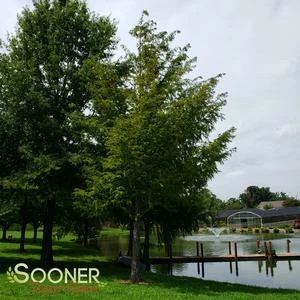 DAWN REDWOOD 4 DAWN REDWOOD - Image 2