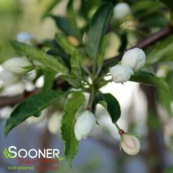 GOLDEN RAINDROPS® CRABAPPLE -plant sale shop DETA3 1028