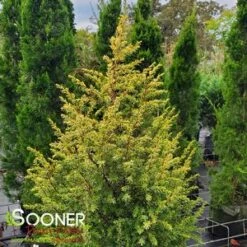 GOLD CONE JUNIPER -plant sale shop DETA3 1095
