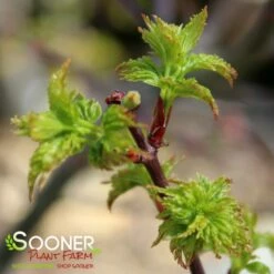 LION'S HEAD UPRIGHT JAPANESE MAPLE -plant sale shop DETA3 1199