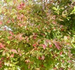 BLACKGUM -plant sale shop DETA3 12