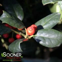 NELLIE R. STEVENS HOLLY 7 NELLIE R. STEVENS HOLLY -plant sale shop DETA3 1213