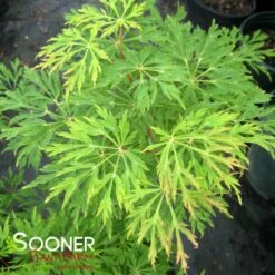 GREEN CASCADE WEEPING JAPANESE MAPLE -plant sale shop DETA3 1408