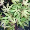 AMBER GHOST UPRIGHT JAPANESE MAPLE -plant sale shop DETA3 1409