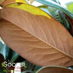 TEDDY BEAR® MAGNOLIA -plant sale shop DETA3 144